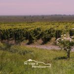Mi Viaje a Mendoza