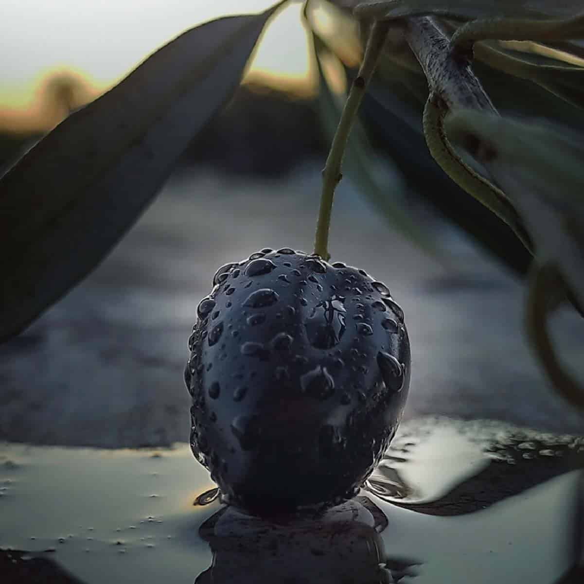 Aceituna Mendoza