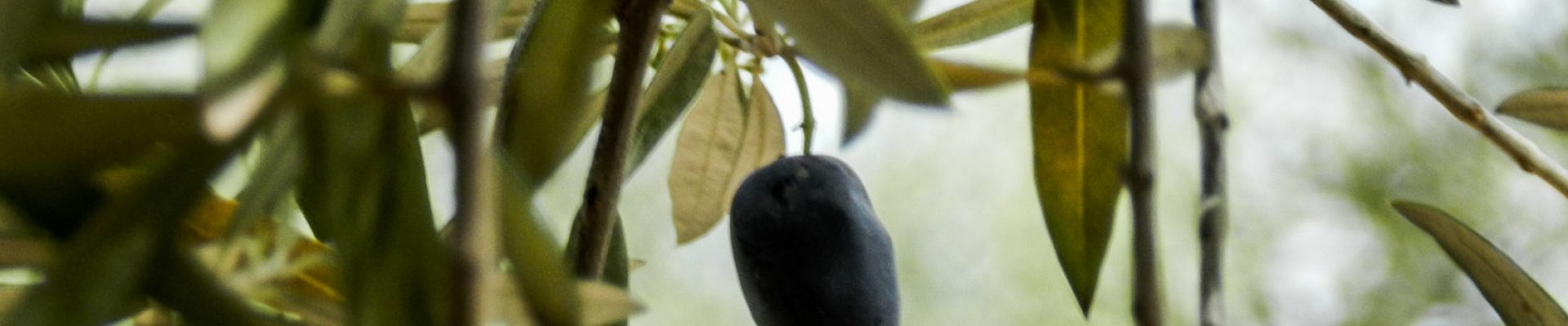 Foto Concurso Olivarte