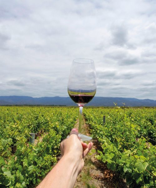 Vino-Mendoza